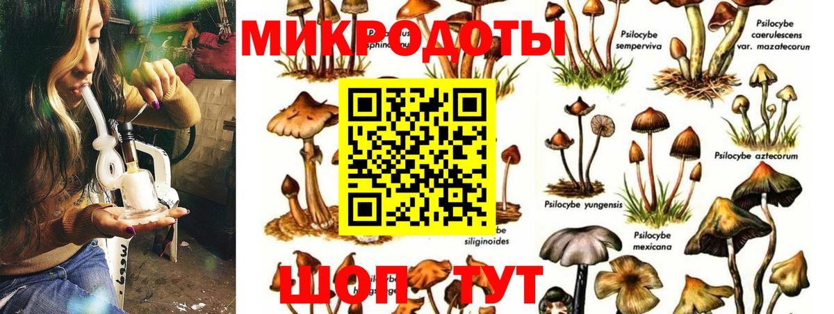Псилоцибиновые грибы Psilocybe Кунгур